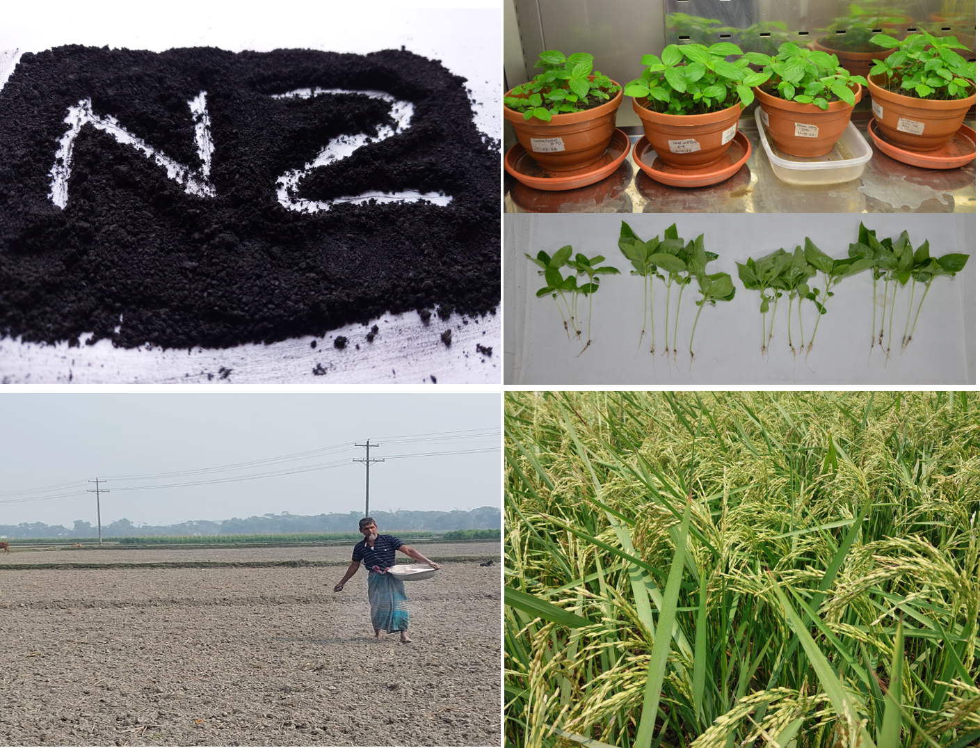 Beneficial Endophyte <em>Burkholderia contaminans</em> NZ for Plant Growth Promotion and Biological Control