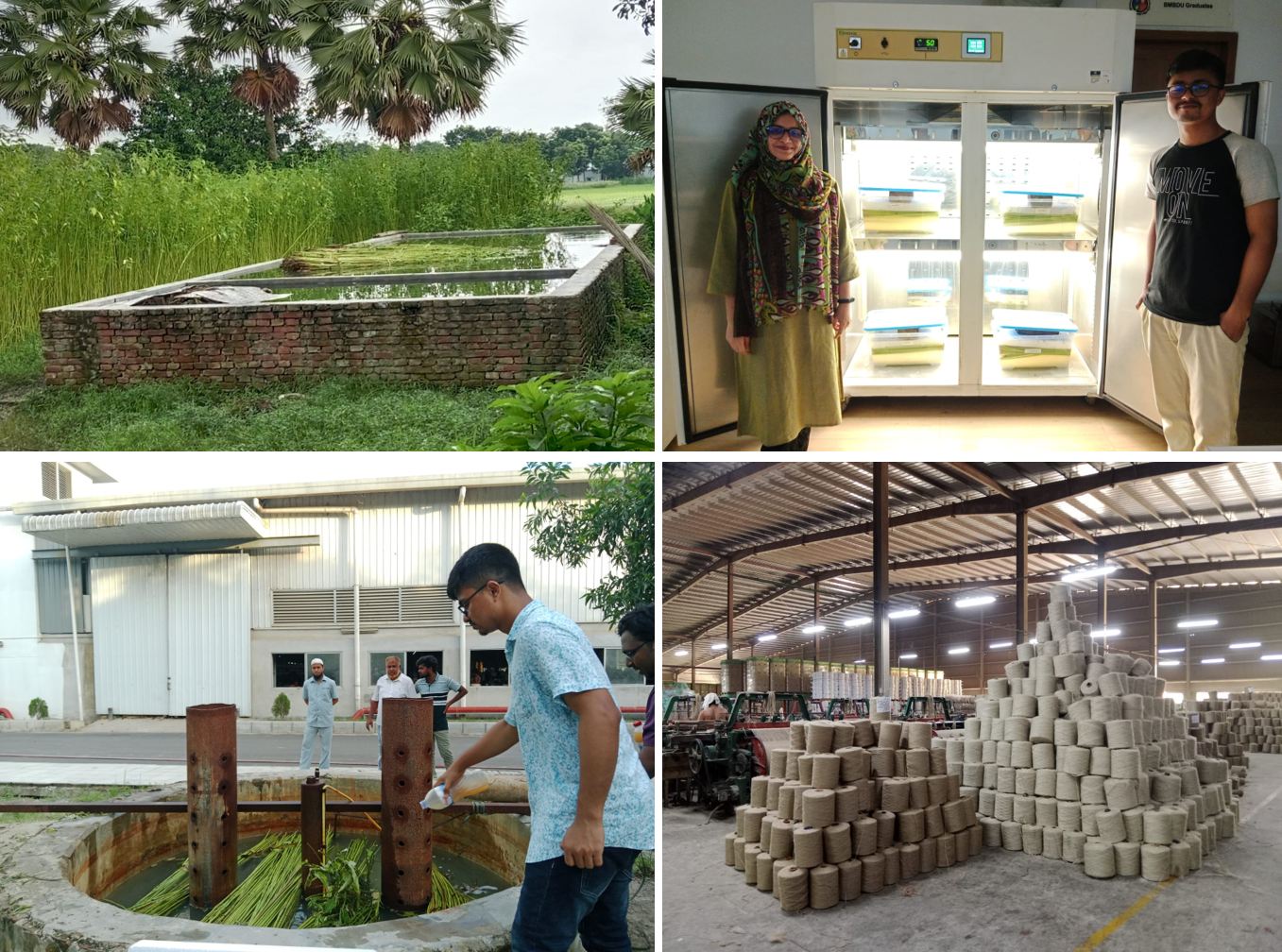Microbial Formulation for Rapid and Sustainable Jute Retting