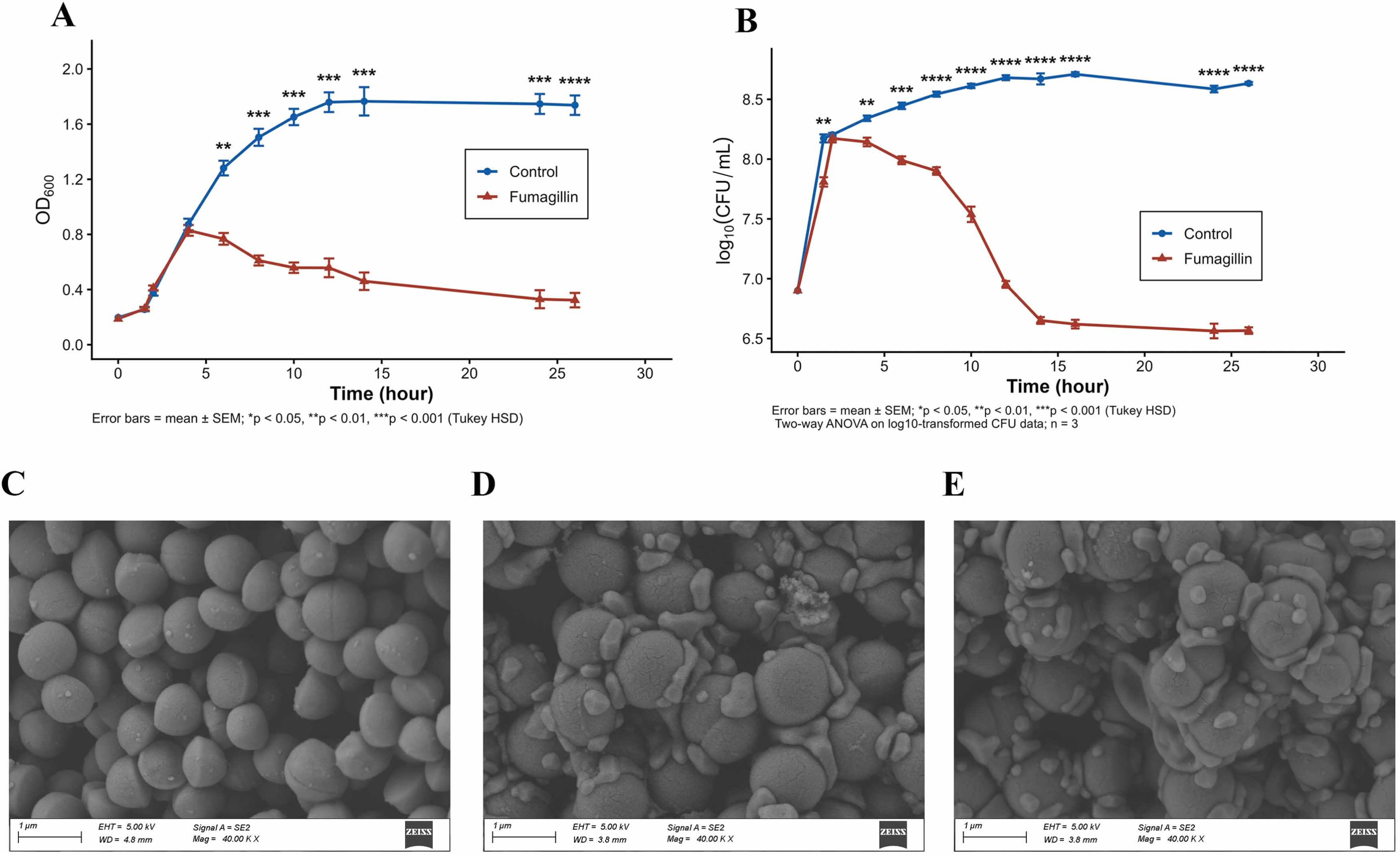From Jute Endophyte to Antibiotic Discovery: Fumagillin Shows Potent Activity Against MRSA