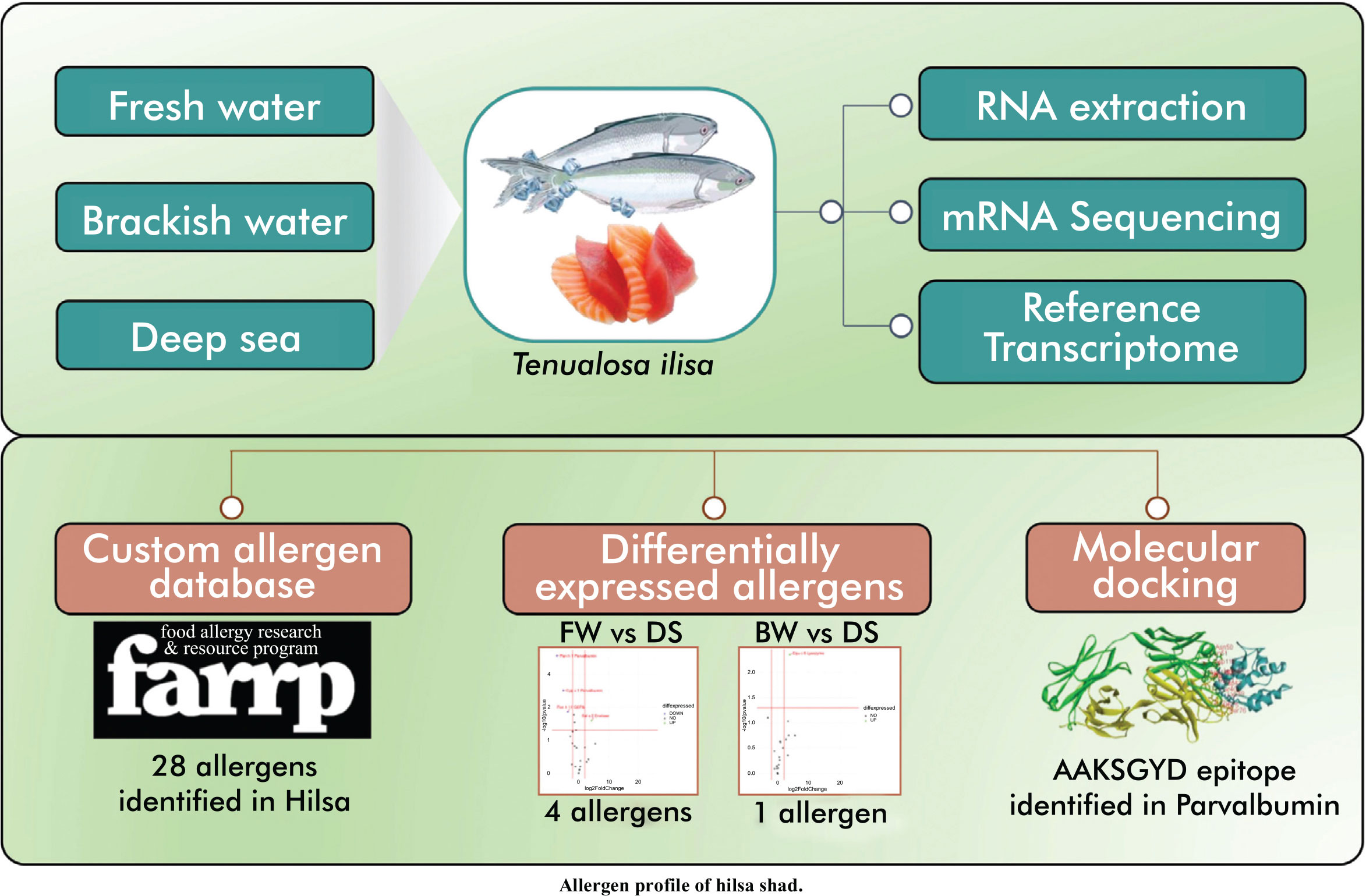 Hilsa Muscle Transcriptome Provides New Insights Into Habitat-Specific Allergens