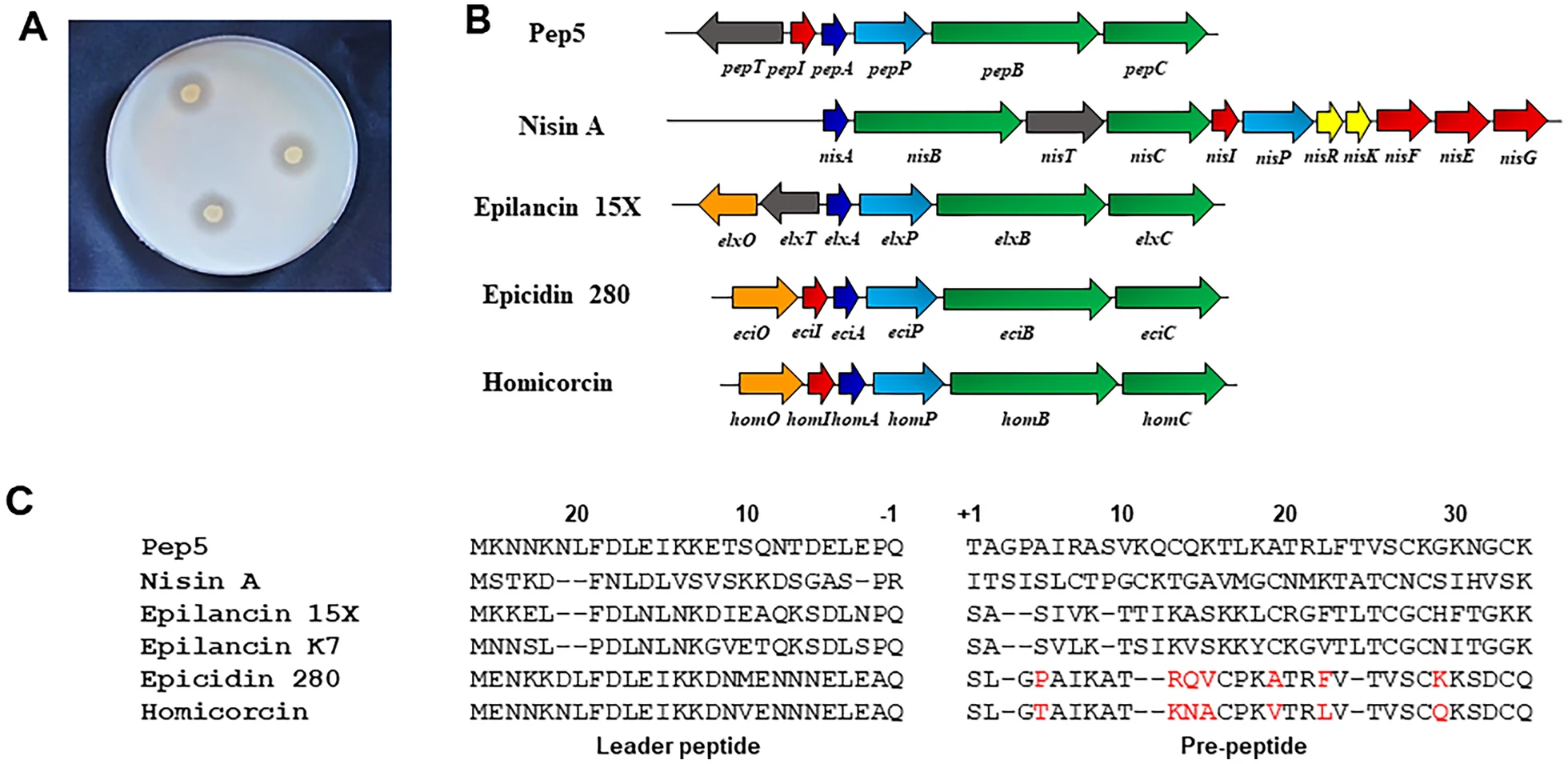 Novel Lantibiotic Homicorcin Discovered From a Plant Endophyte