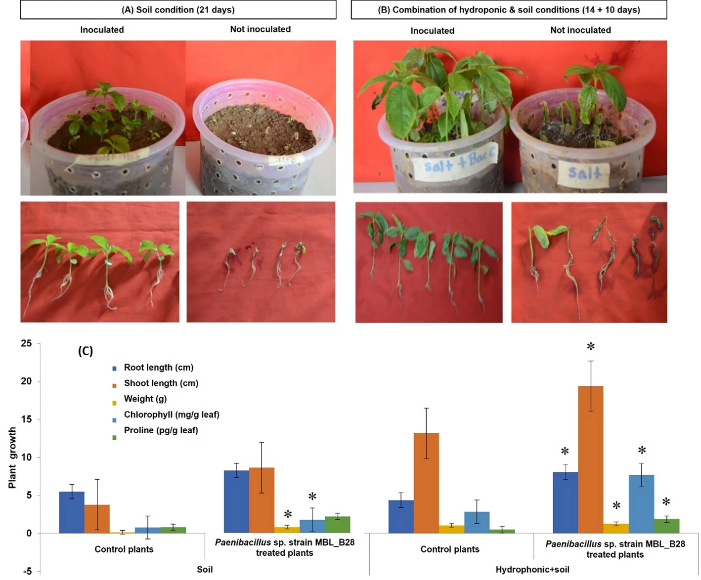 Jute Endophyte Paenibacillus sp. MBL_B28 Shows Promise for Improving Plant Growth Under Salt Stress