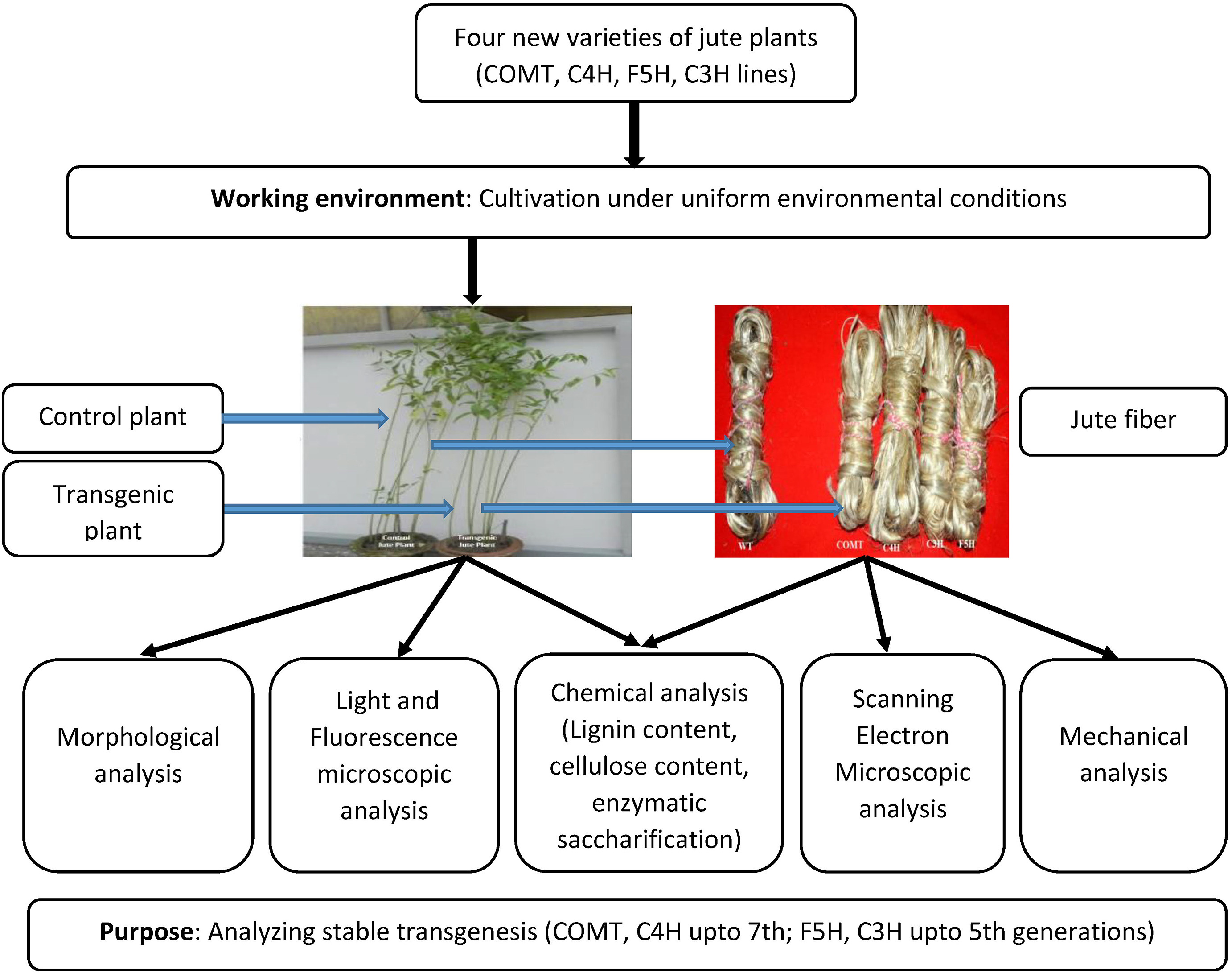Research Demonstrates the Potential of Artificial Lignin Reduction for Jute Diversification
