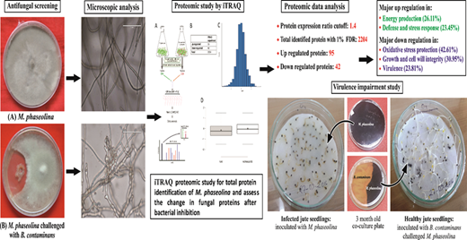 Proteomic Study Reveals Survival Strategies of Macrophomina phaseolina