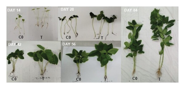 New Study Reveals How Native Soil Bacteria Can Boost Jute Growth and Soil Carbon Retention